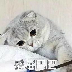 娱乐吃瓜君猫猫生气歌,娱乐吃瓜君带你领略萌宠音乐魅力