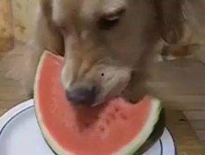 娱乐吃瓜汪